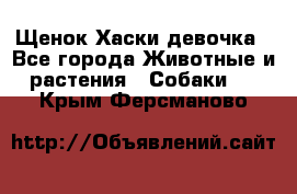 Щенок Хаски девочка - Все города Животные и растения » Собаки   . Крым,Ферсманово